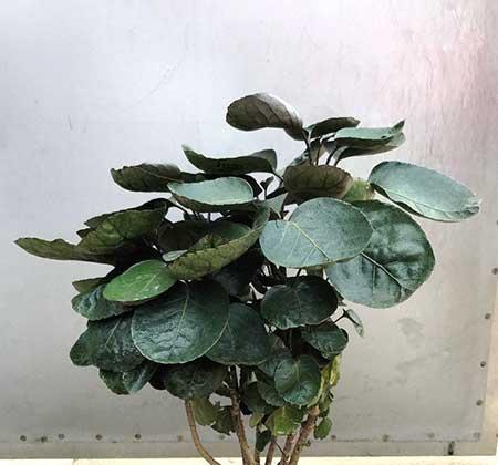 钱袋花盆栽怎么养