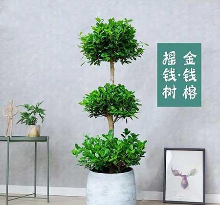 钱袋花盆栽怎么养