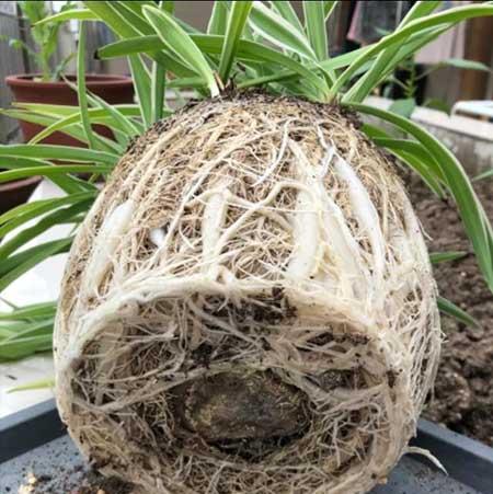 盆栽花卉养殖方法