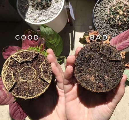 盆栽花卉的养护管理