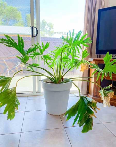 盆栽花卉的养护管理