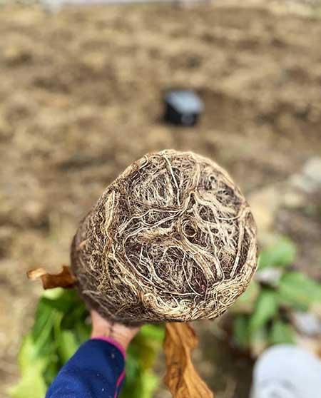 盆栽花卉的养护管理
