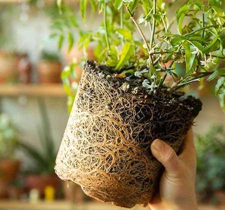 盆栽花卉的养护管理
