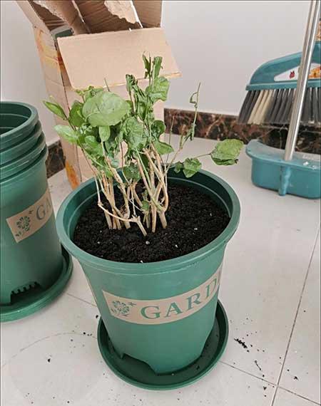 盆栽花卉的养护管理