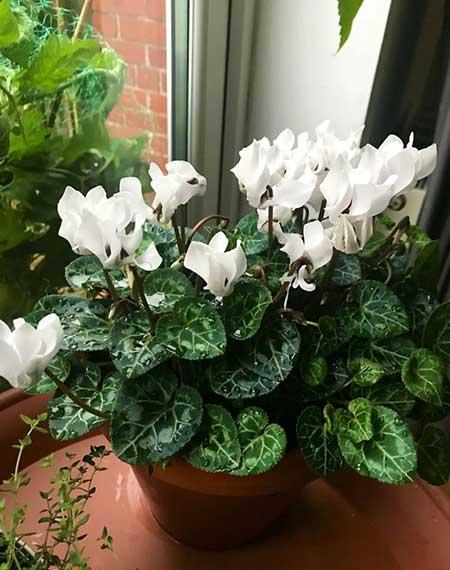 盆栽花卉的养护管理