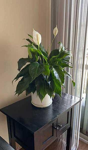 盆栽花卉的养护管理