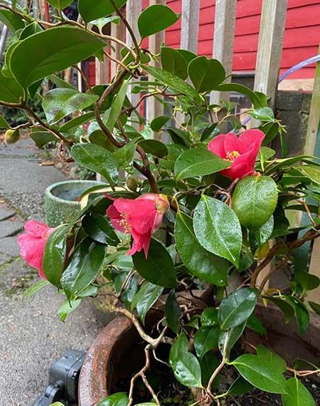 盆景绿植养护