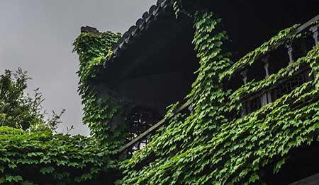 爬山虎盆栽怎么养