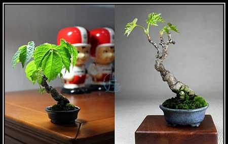 爬山虎盆栽怎么养