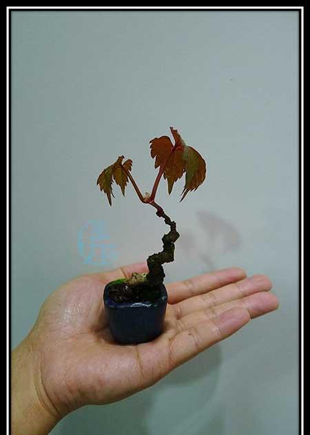 爬山虎盆栽怎么养