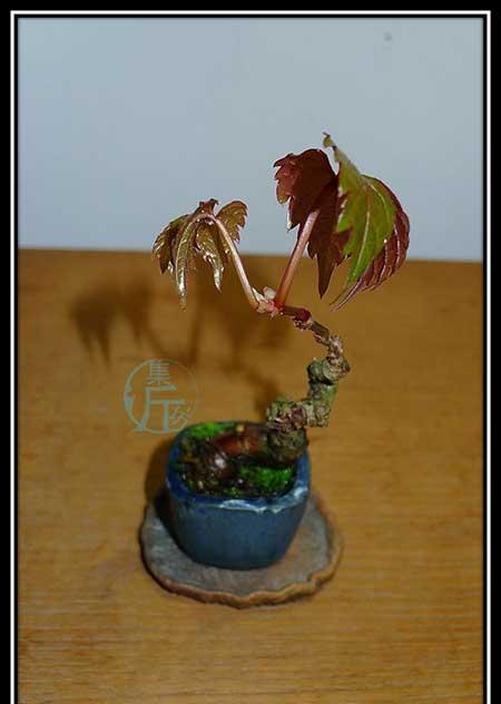 爬山虎盆栽怎么养