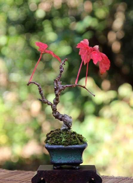 爬山虎盆栽怎么养