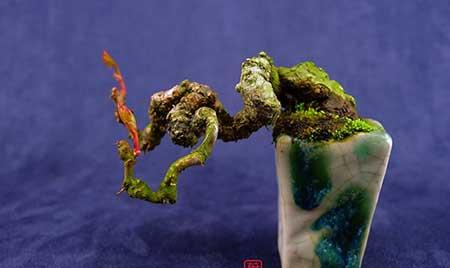 爬山虎盆栽怎么养