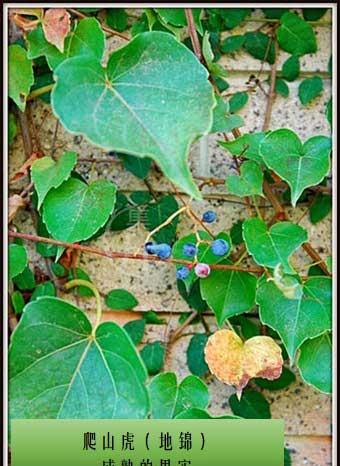 爬山虎盆栽怎么养