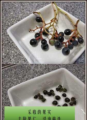 爬山虎盆栽怎么养