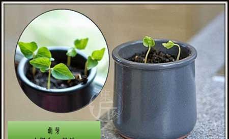 爬山虎盆栽怎么养