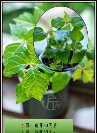 爬山虎盆栽怎么养