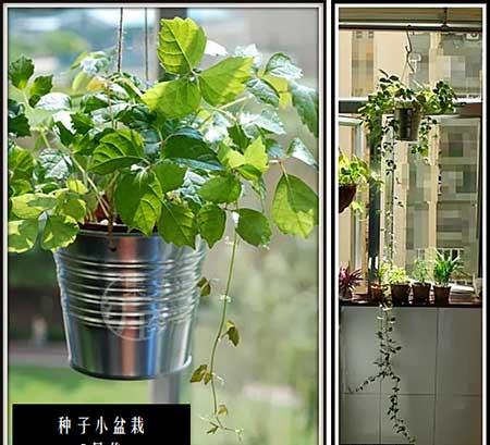 爬山虎盆栽怎么养