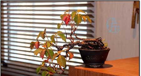 爬山虎盆栽怎么养