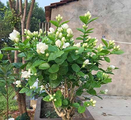 茉莉花小盆栽怎么养