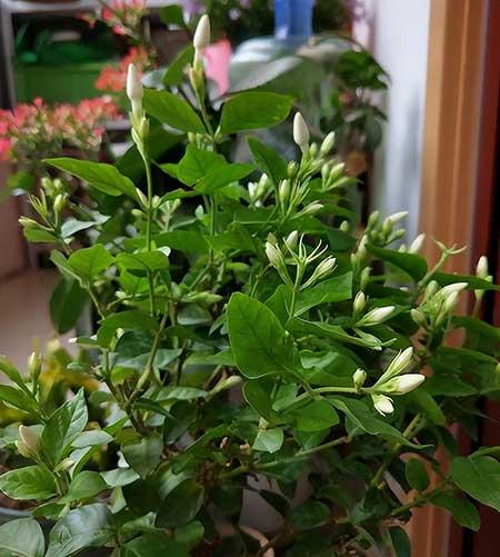 茉莉花小盆栽怎么养