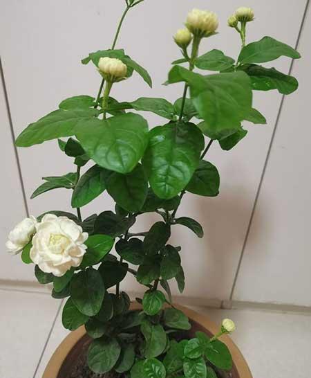 茉莉花小盆栽怎么养
