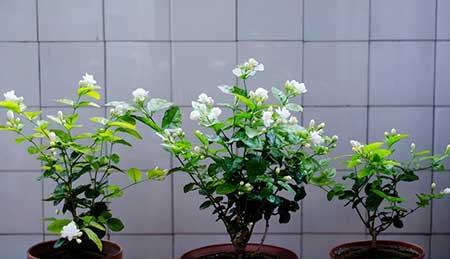 茉莉花小盆栽怎么养