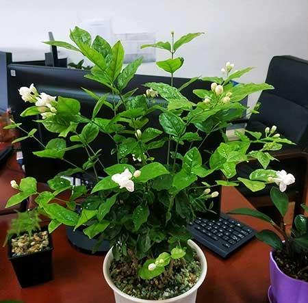 茉莉花小盆栽怎么养