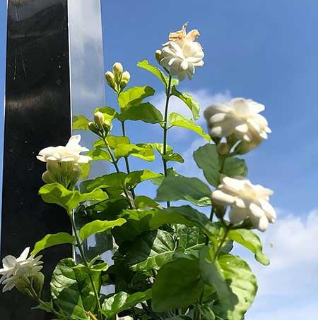茉莉花小盆栽怎么养