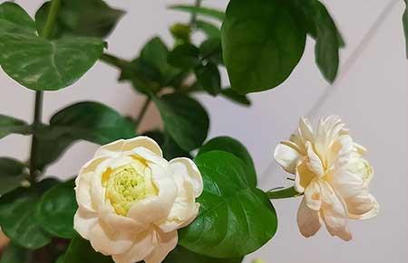茉莉花小盆栽怎么养