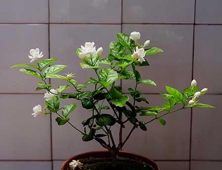 茉莉花小盆栽怎么养