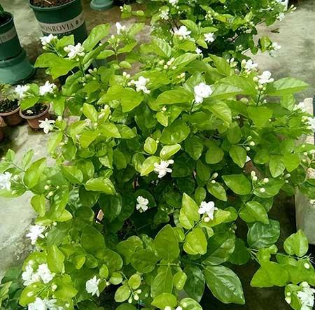 茉莉花小盆栽怎么养