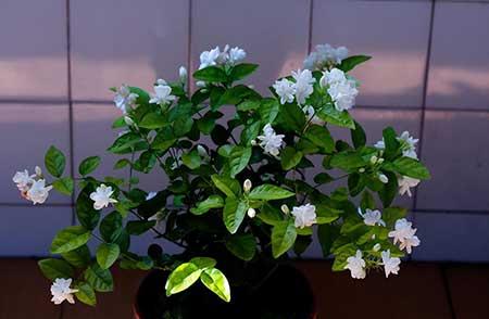 茉莉花小盆栽怎么养
