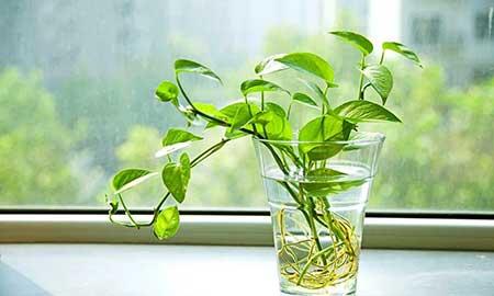 绿植总是养不活