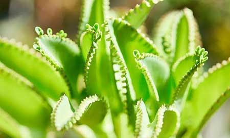 绿植总是养不活