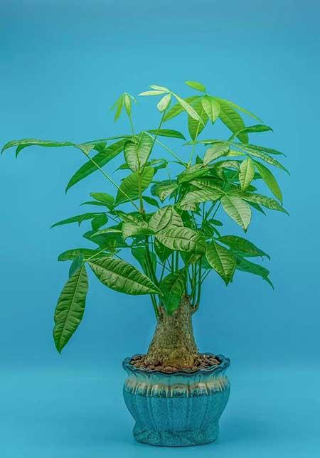 绿植总是养不活
