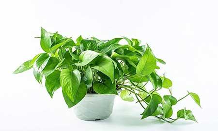 绿植总是养不活