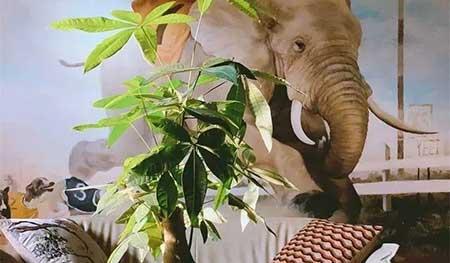 植物养护方案
