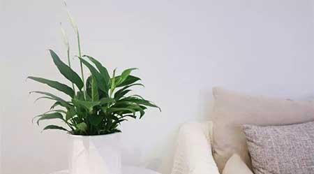 植物养护方案