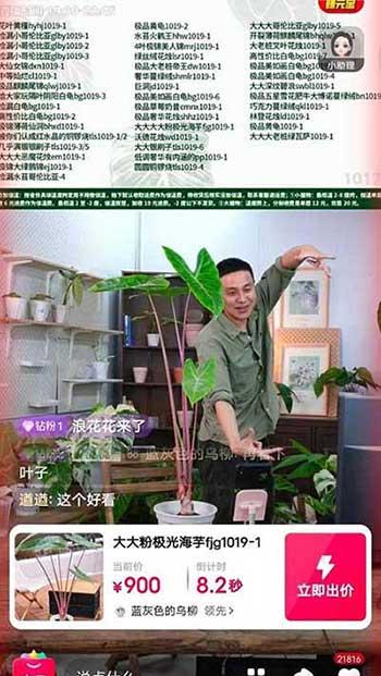绿植养护收费标准