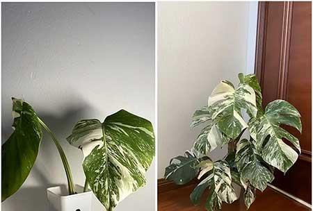 绿植养护收费标准