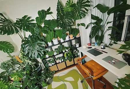 绿植养护收费标准