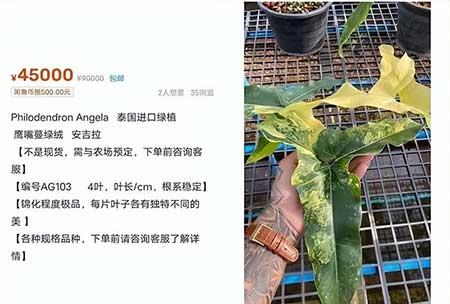 绿植养护收费标准