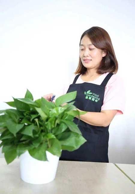 绿植养护师