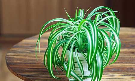 绿植养护工作