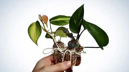 绿植养护工具