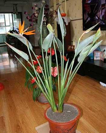 绿植天堂鸟怎么养才能更旺盛