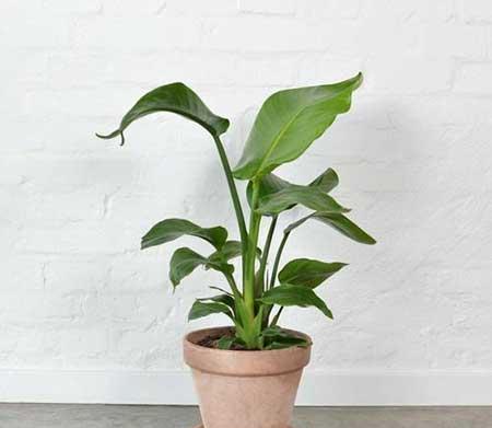 绿植天堂鸟怎么养才能更旺盛