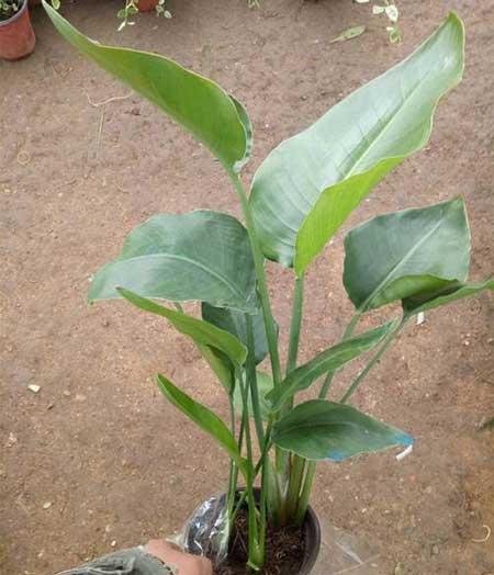 绿植天堂鸟怎么养才能更旺盛