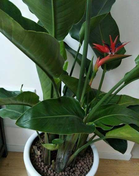 绿植天堂鸟怎么养才能更旺盛